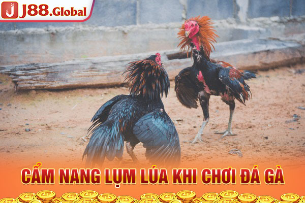 Cẩm nang lụm lúa khi chơi đá gà Cẩm nang lụm lúa khi chơi đá gà